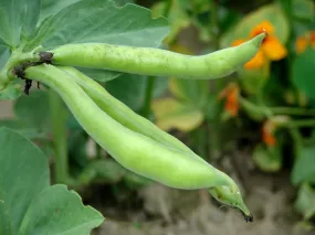 Kings Seeds Broad Bean Masterpiece Green Longpod 50 Seeds